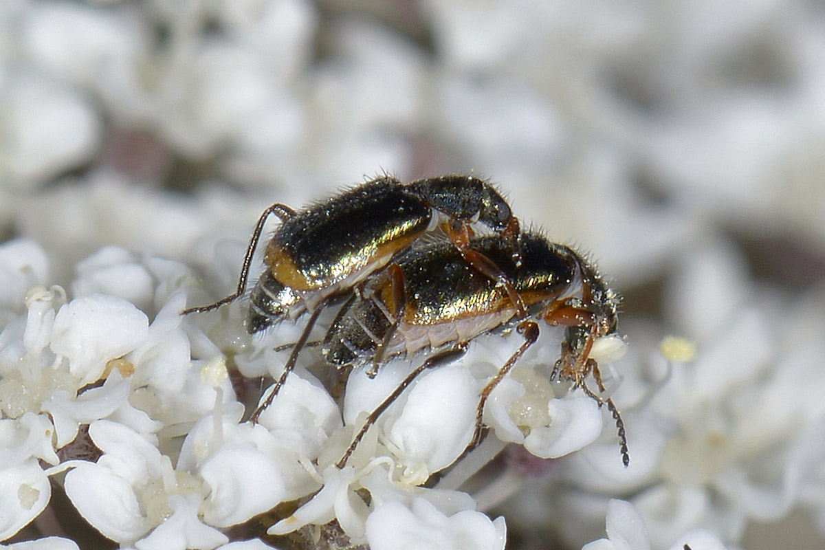 Malachiidae: Attalus marginatus (ex A. nourrichelii in parte), maschio